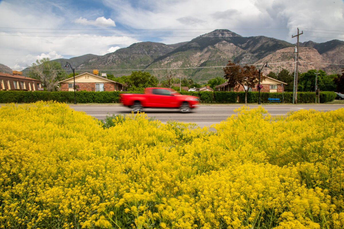 er County launches new effort to get rid of dyer’s woad, other noxious weeds News, Sports